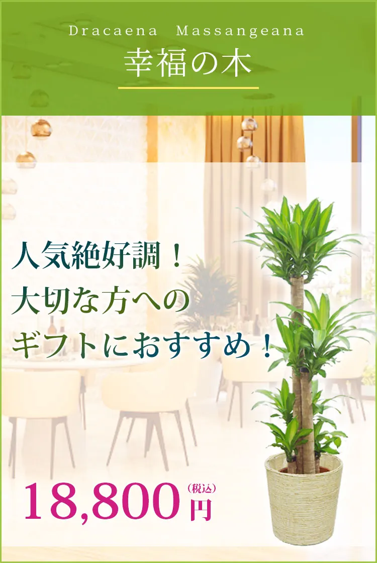 幸福の木 観葉植物 18,400円(税込)