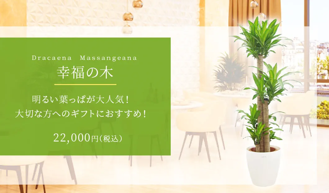 幸福の木 観葉植物 22,000円(税込)