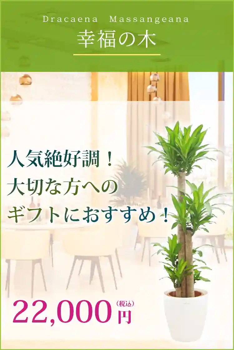 幸福の木 観葉植物 22,000円(税込)