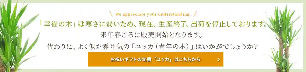 「幸福の木」は寒さに弱いため、現在出荷を停止しております。よく似た雰囲気の「ユッカ（青年の木）」はいかがでしょうか？