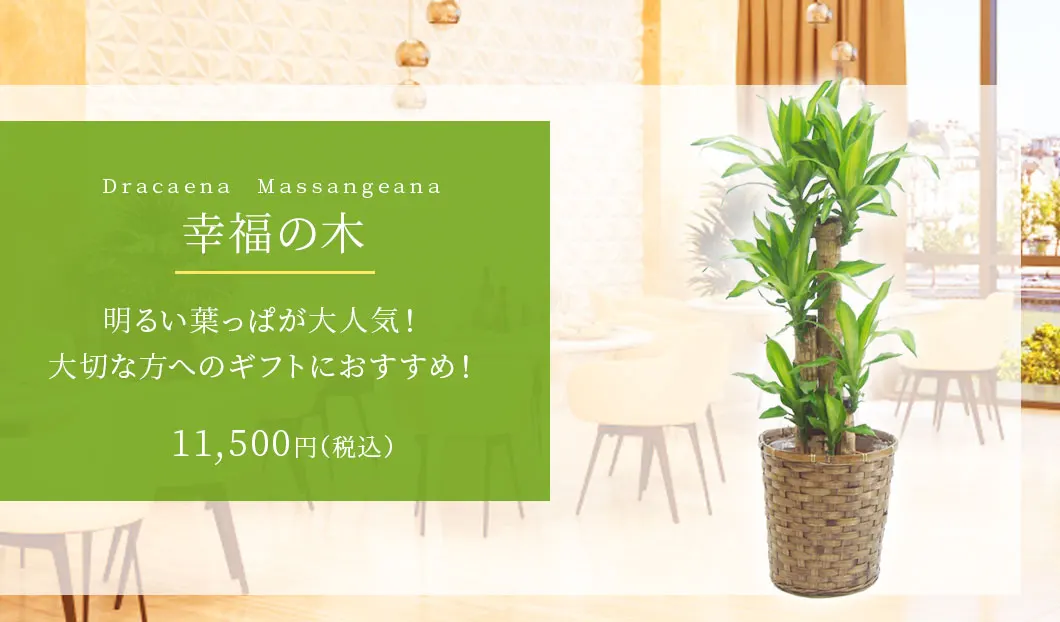 幸福の木 観葉植物 10,500円(税込)