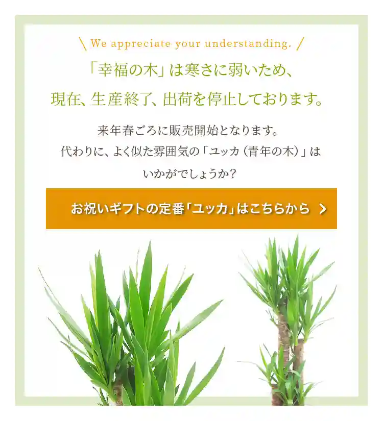 「幸福の木」は寒さに弱いため、現在出荷を停止しております。よく似た雰囲気の「ユッカ（青年の木）」はいかがでしょうか？