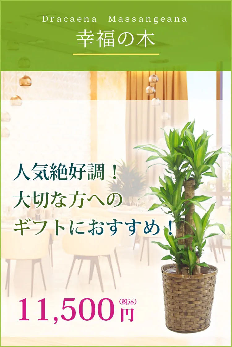 幸福の木 観葉植物 10,500円(税込)