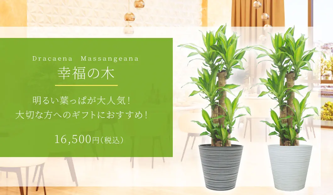幸福の木 観葉植物 16,500円(税込)