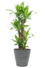 幸福の木全体画像