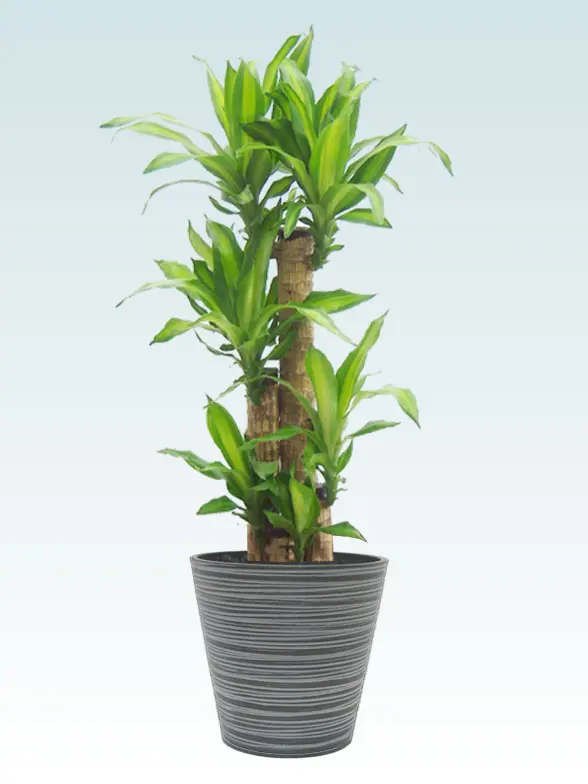 幸福の木葉っぱ拡大画像