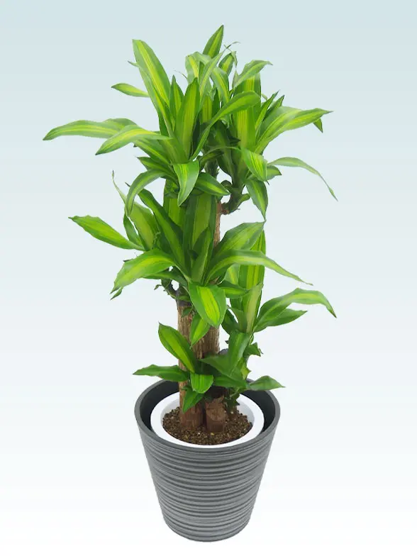 幸福の木葉っぱ枝も入った画像