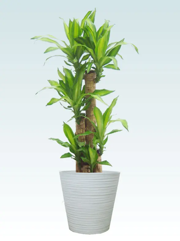 幸福の木葉っぱ枝も入った画像