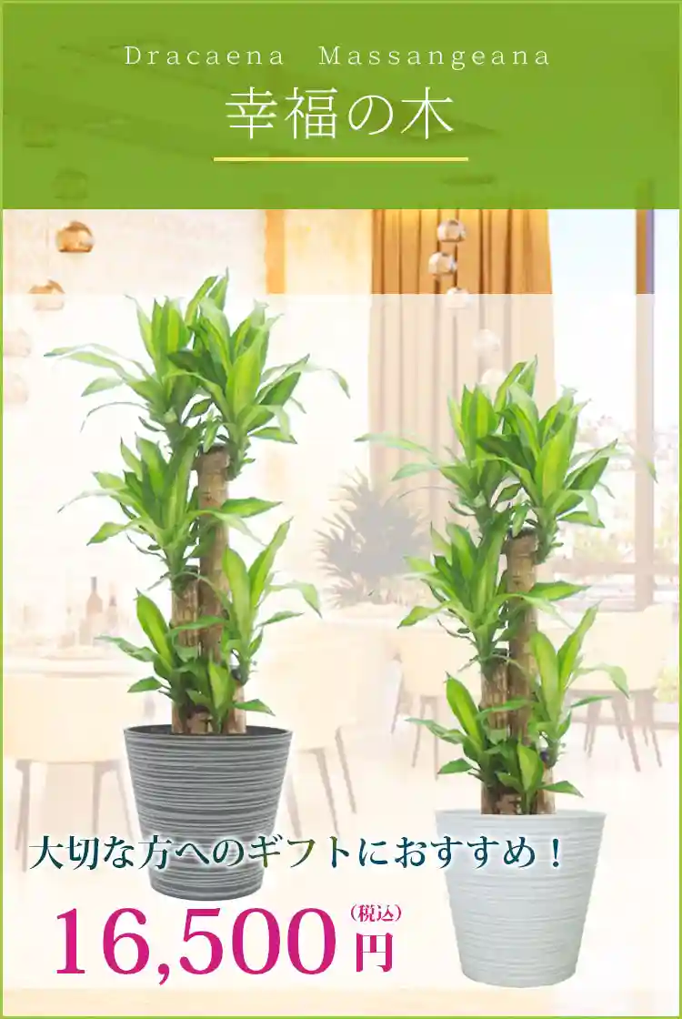 幸福の木 観葉植物 16,500円(税込)