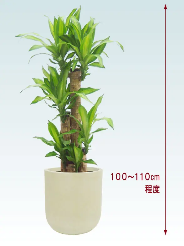 幸福の木全体画像