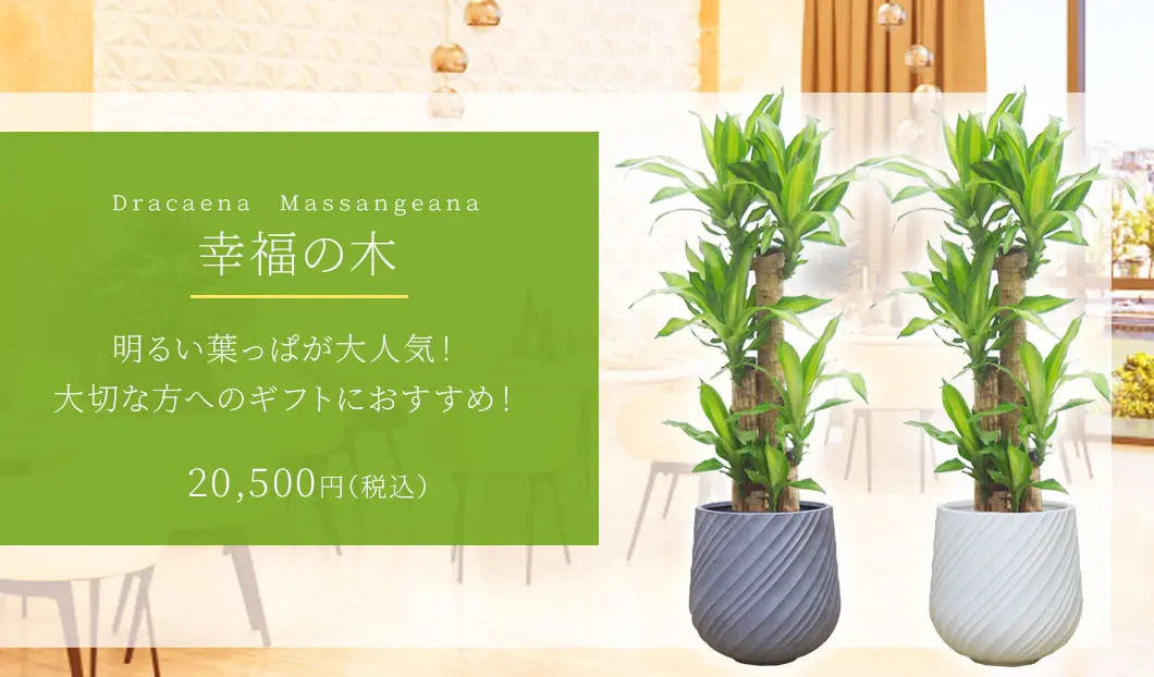 幸福の木 観葉植物 20,500円(税込)