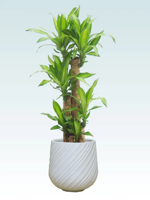 幸福の木 Mサイズ スパイラル型、グラスファイバー製鉢カバー付