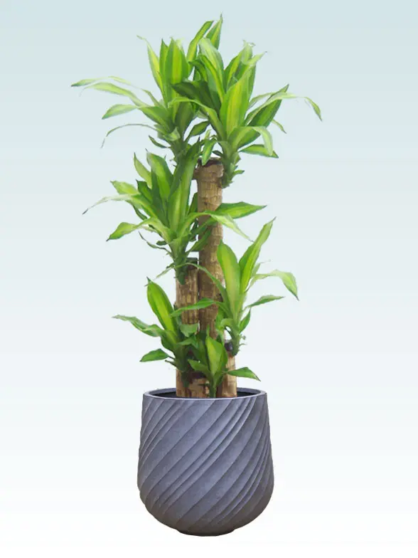 幸福の木 Mサイズ スパイラル型、グラスファイバー製鉢カバー付