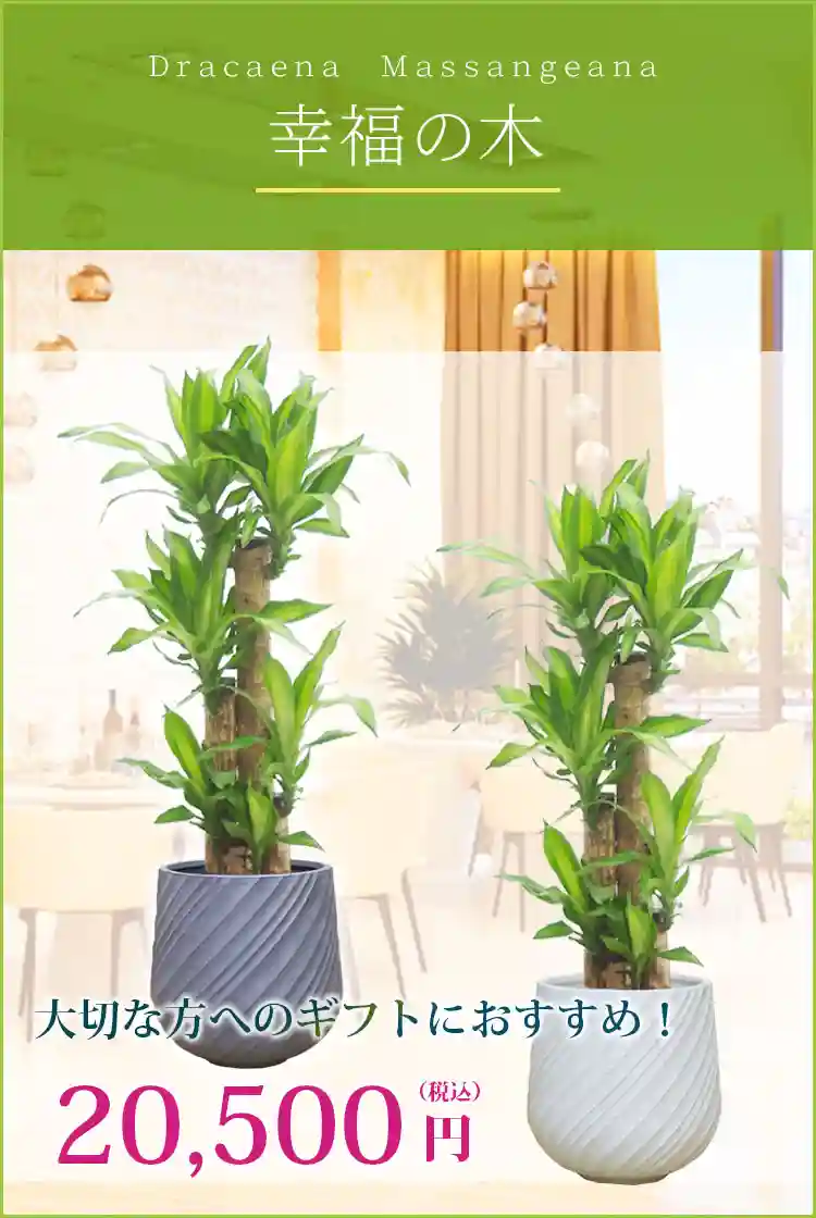 幸福の木 観葉植物 20,500円(税込)