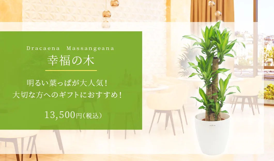 幸福の木 観葉植物 11,500円(税込)