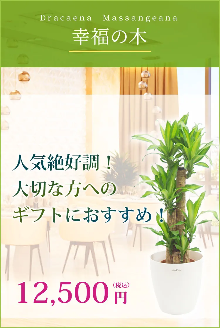 幸福の木 観葉植物 11,500円(税込)
