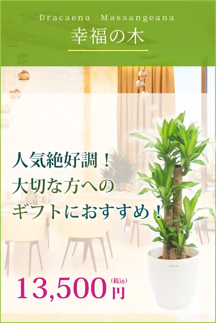 幸福の木 観葉植物 11,500円(税込)