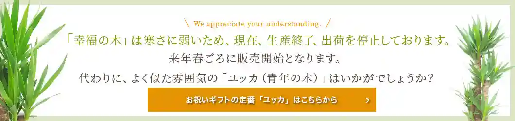 「幸福の木」は寒さに弱いため、現在出荷を停止しております。よく似た雰囲気の「ユッカ（青年の木）」はいかがでしょうか？