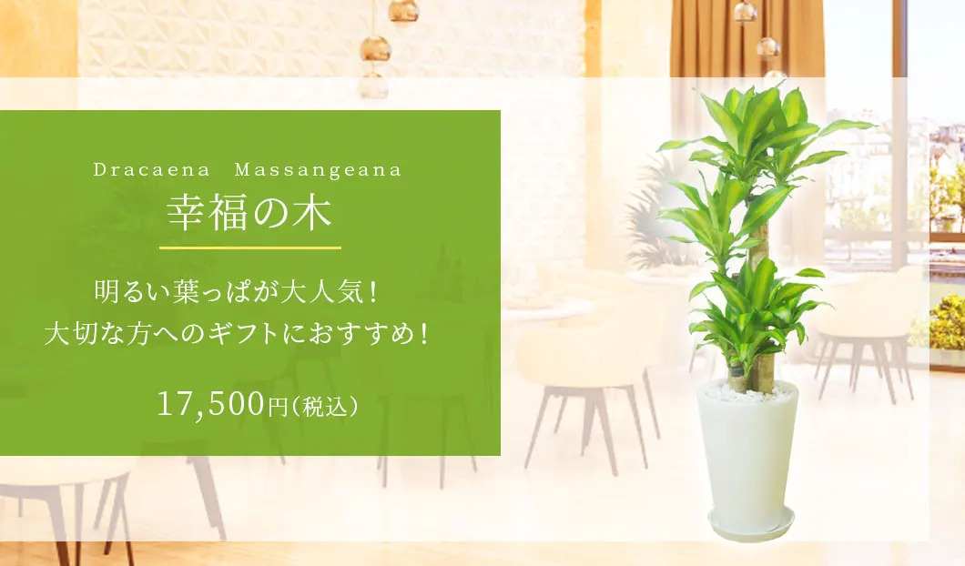 幸福の木 観葉植物 16,500円(税込)