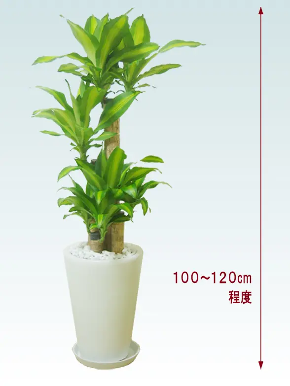 幸福の木全体画像