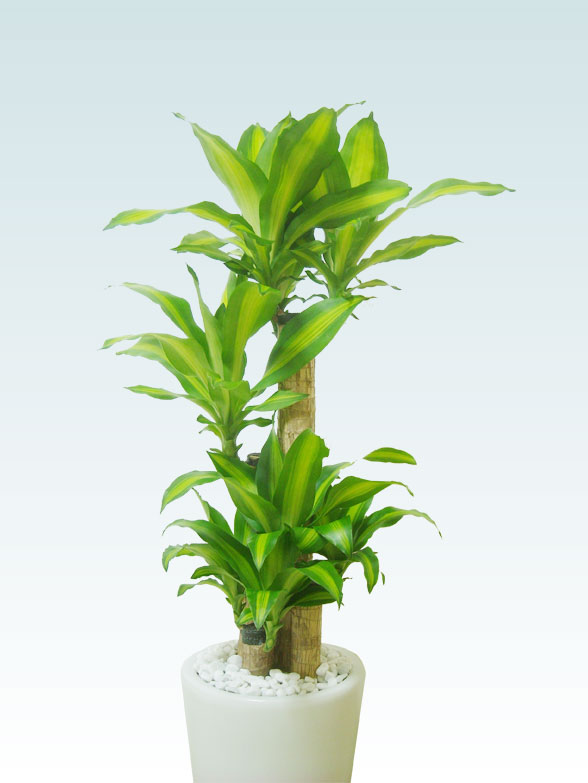 幸福の木 陶器鉢植込み ラウンドタイプ白色 スタイリッシュ 観葉植物の販売 通販の観葉植物のオアシス