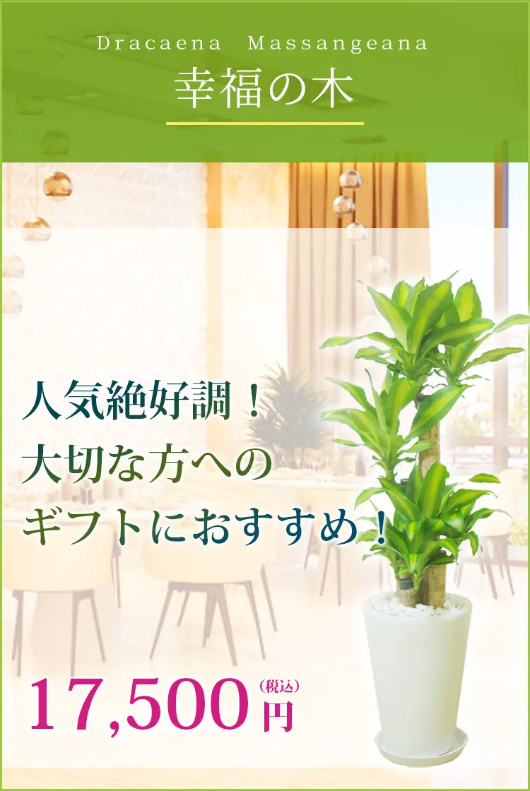 幸福の木 観葉植物 16,500円(税込)