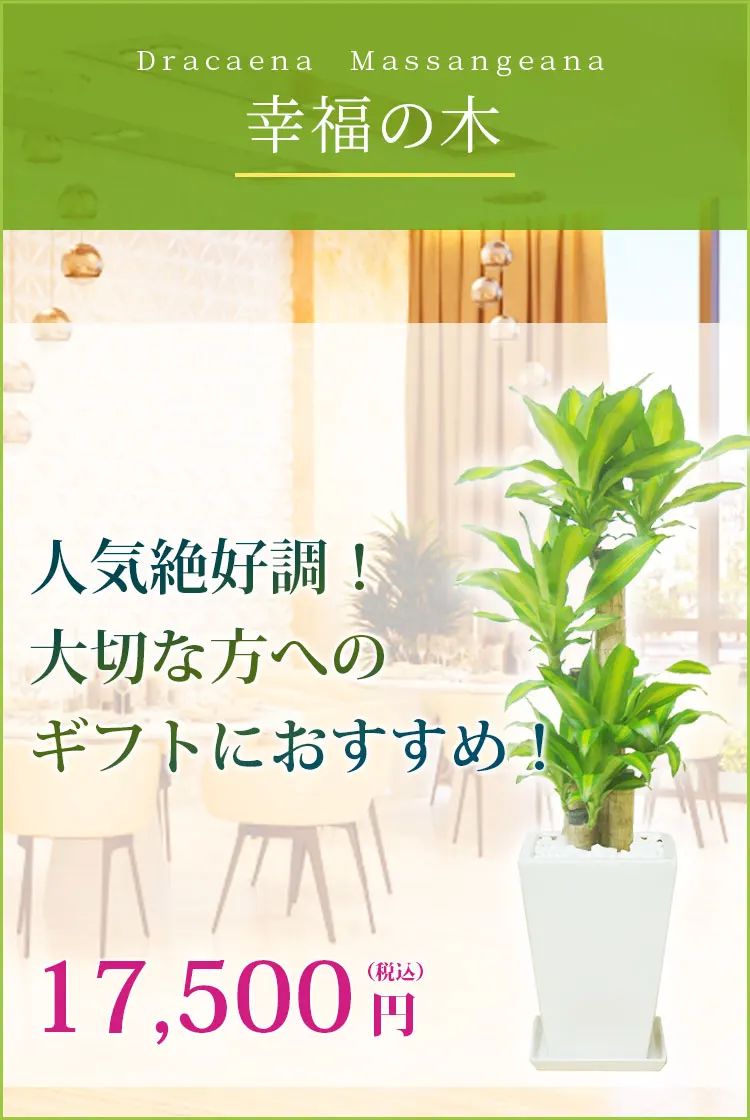 幸福の木、陶器鉢植込み、スクエアタイプ白色、観葉植物 16,500円(税込)