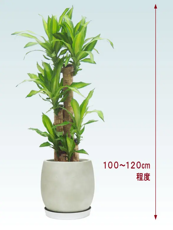 幸福の木全体画像