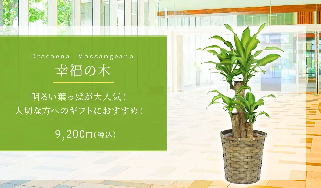 幸福の木 観葉植物 9,200円(税込)