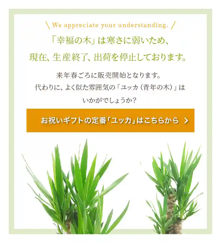 「幸福の木」は寒さに弱いため、現在出荷を停止しております。よく似た雰囲気の「ユッカ（青年の木）」はいかがでしょうか？