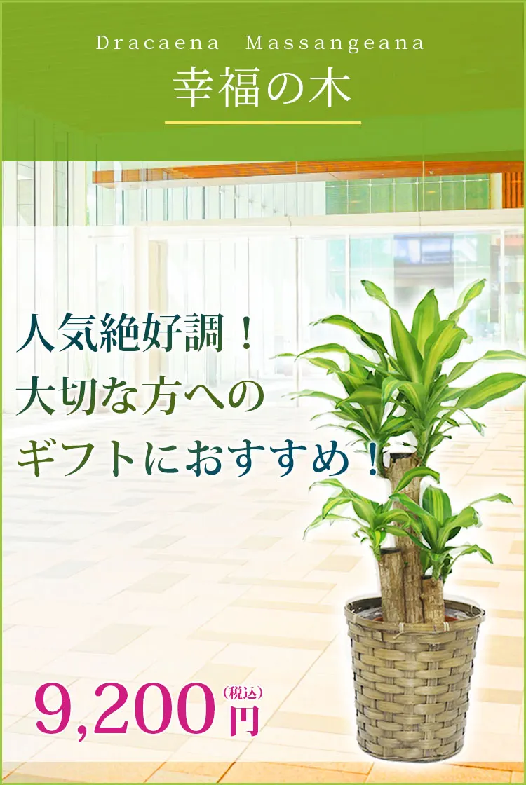 幸福の木 観葉植物 9,200円(税込)