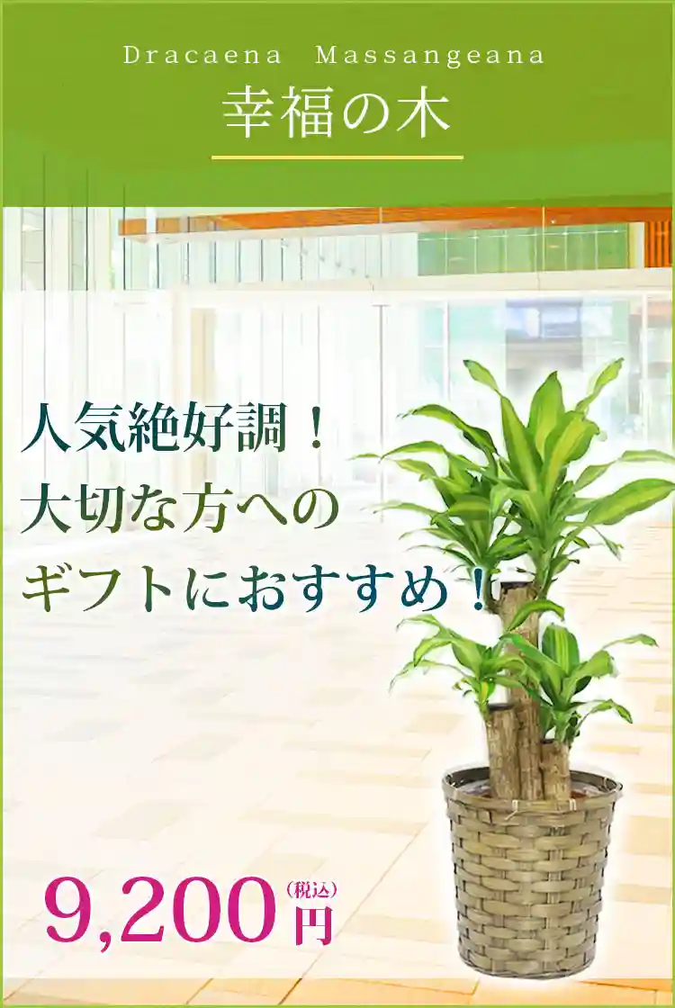 幸福の木 観葉植物 9,200円(税込)