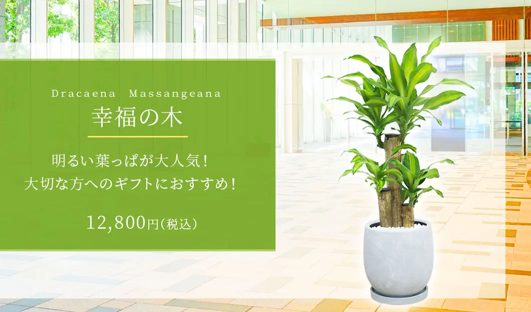 幸福の木 観葉植物 12,800円(税込)