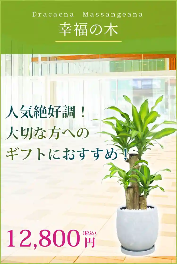 幸福の木 観葉植物 12,800円(税込)