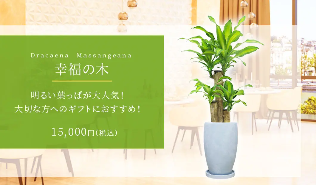 幸福の木 観葉植物 15,000円(税込)