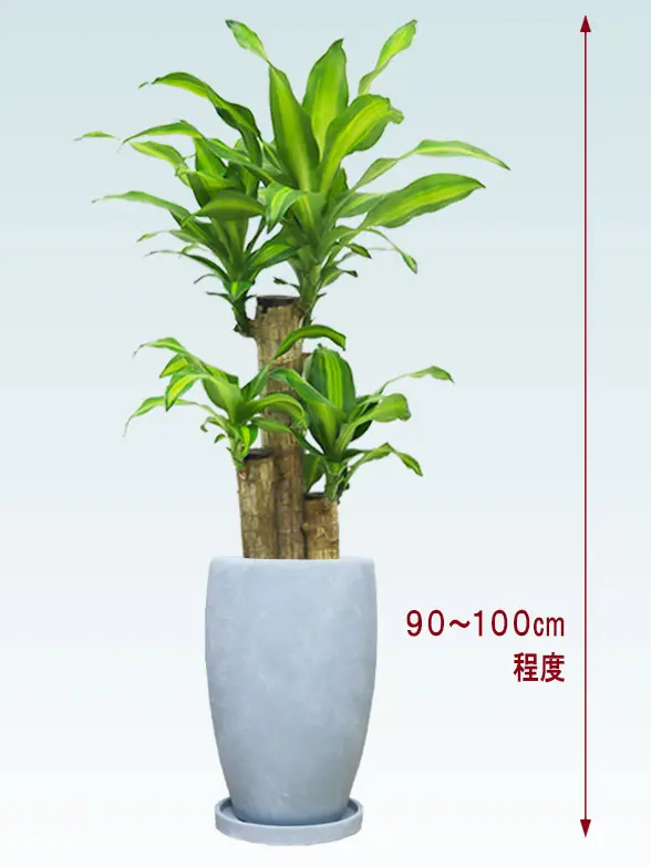 幸福の木拡大横から画像