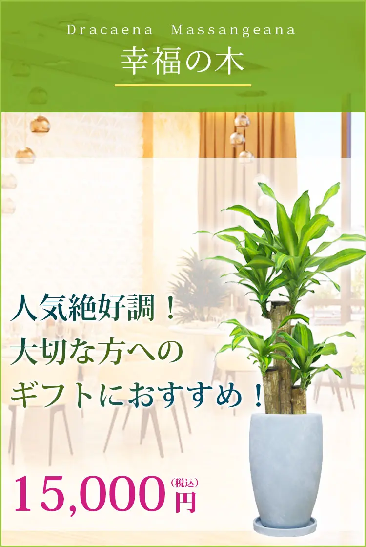 幸福の木 観葉植物 15,000円(税込)