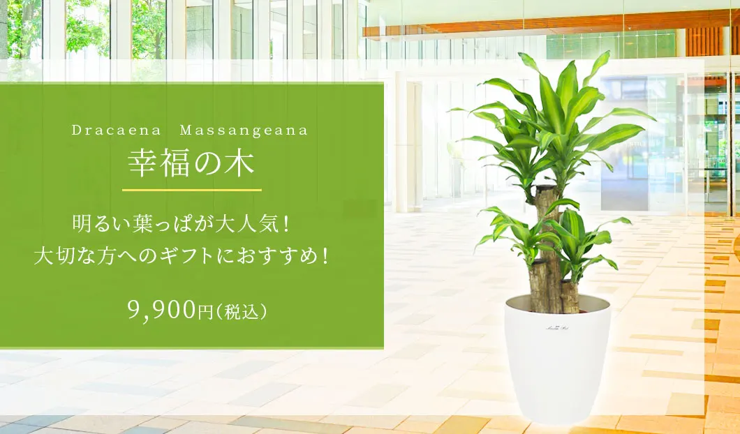 幸福の木 観葉植物 9,900円(税込)