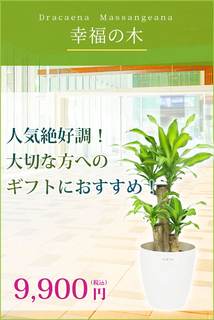 幸福の木 観葉植物 9,900円(税込)