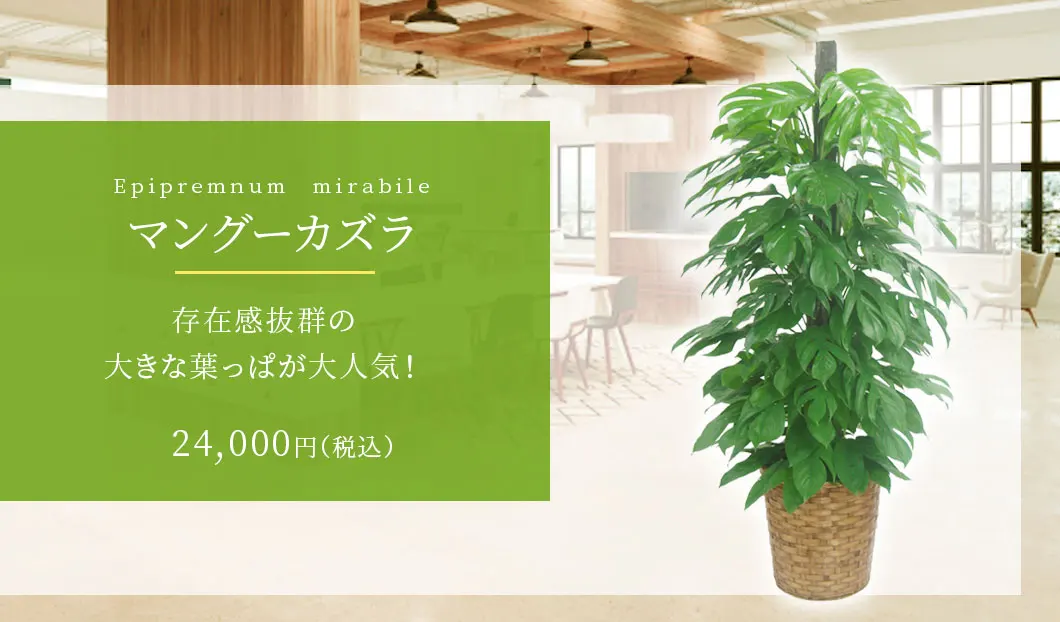 マングーカズラ 観葉植物 24,000円(税込)