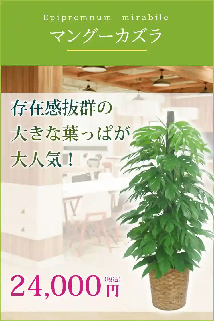 マングーカズラ 観葉植物 24,000円(税込)