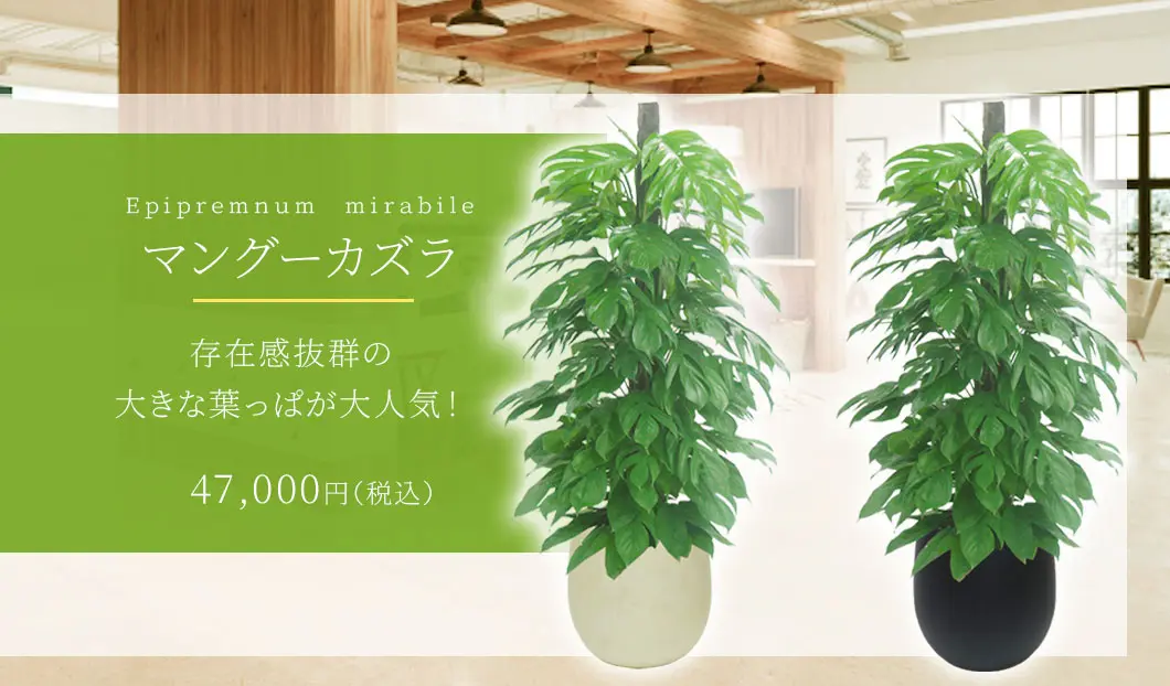 マングーカズラ 観葉植物 47,000円(税込)