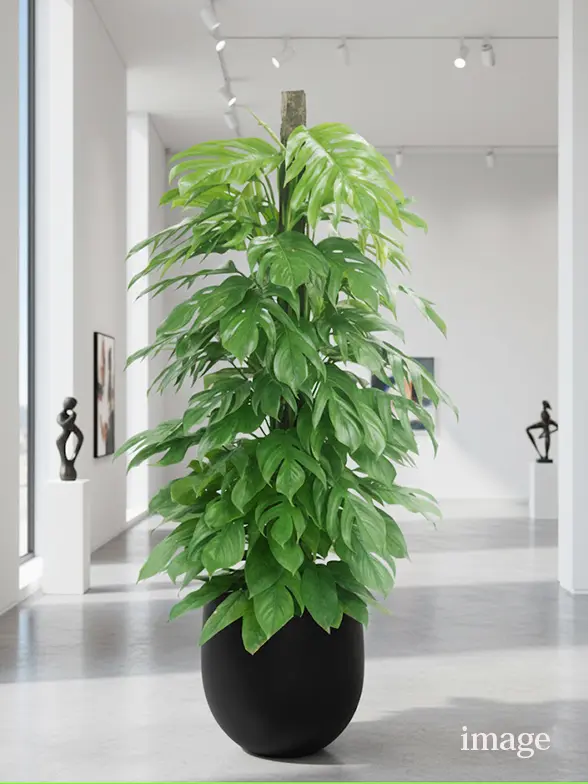 マングーカズラ葉っぱ枝も入った画像