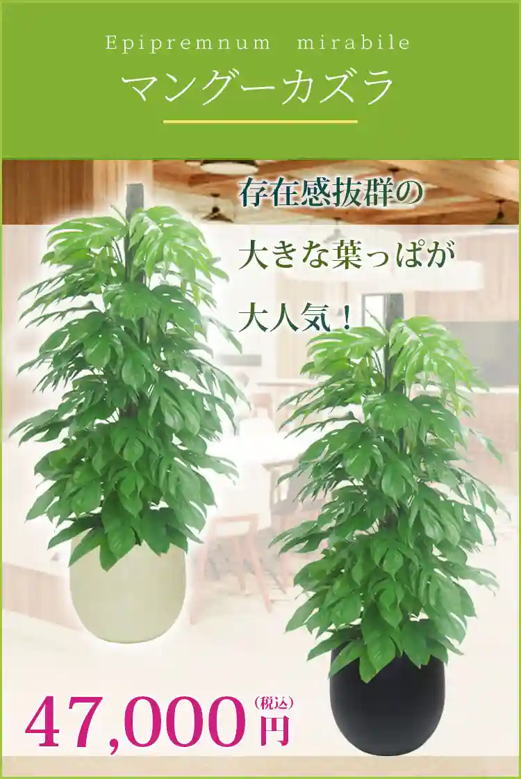 マングーカズラ 観葉植物 47,000円(税込)