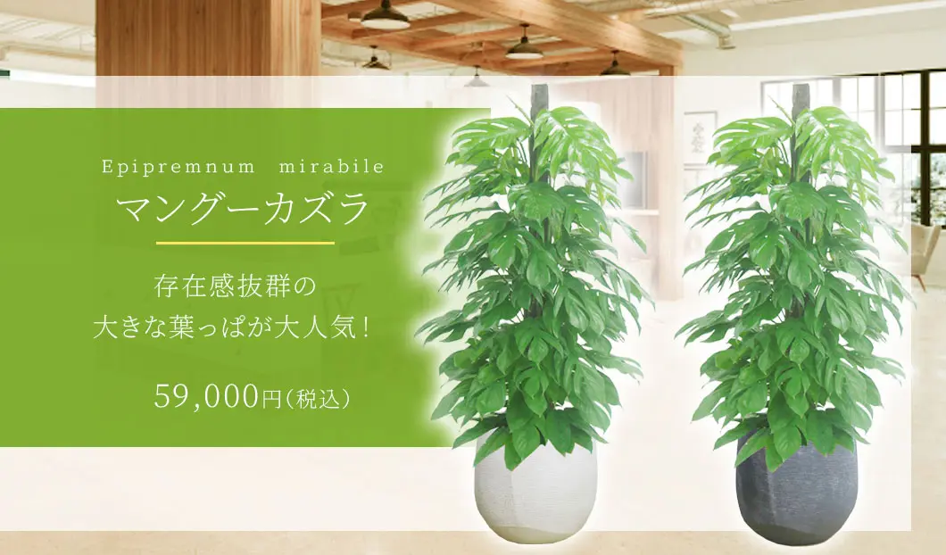 マングーカズラ 観葉植物 59,000円(税込)