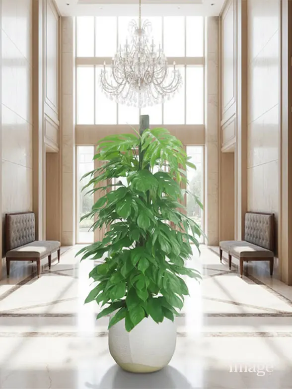 マングーカズラ葉っぱ拡大画像