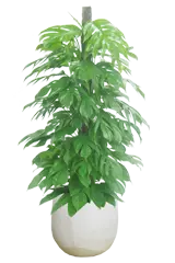 マングーカズラ全体画像