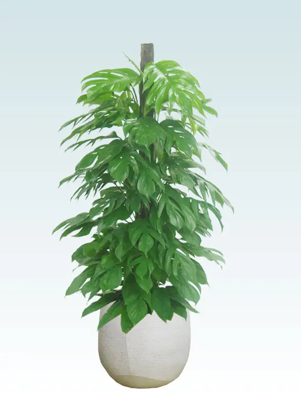 マングーカズラ拡大横から画像