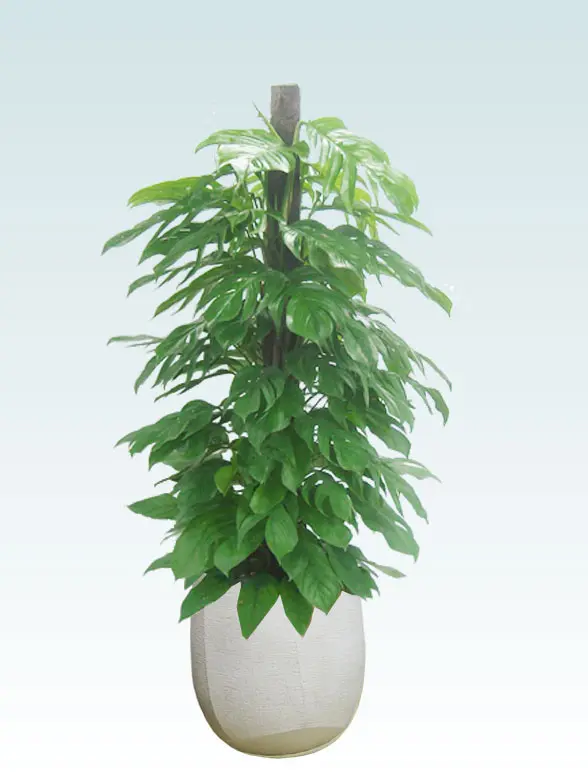 マングーカズラ葉っぱ拡大画像