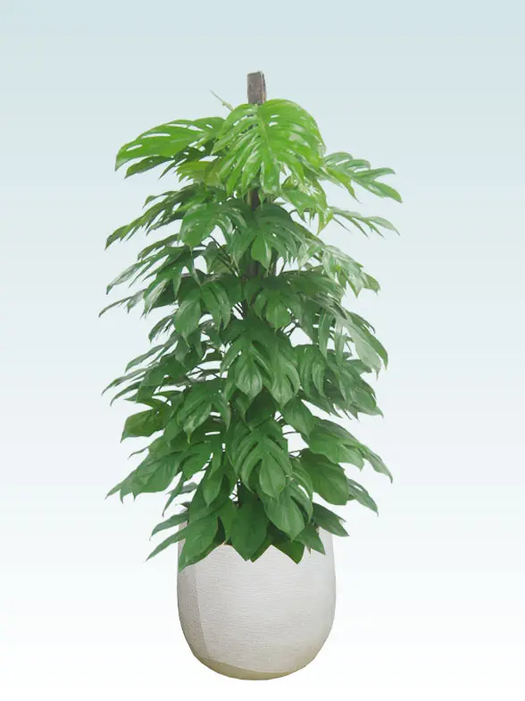 マングーカズラ葉っぱ拡大画像